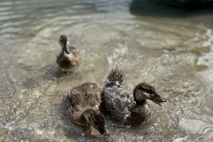 Les canards du Lac de Passy