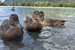 Les canards du Lac de Passy